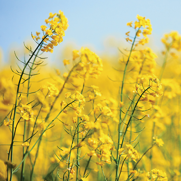 Rapeseed