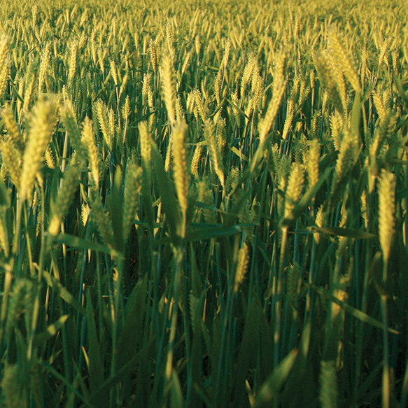 Spring Barley