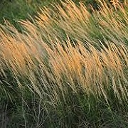 Canada Blue Jointgrass