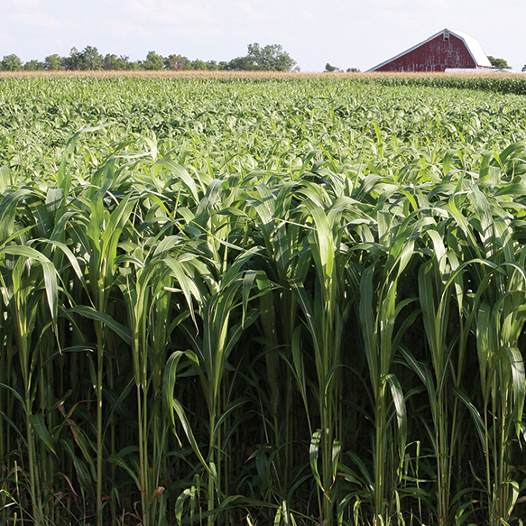 Hybrid Sorghum Sudangrass