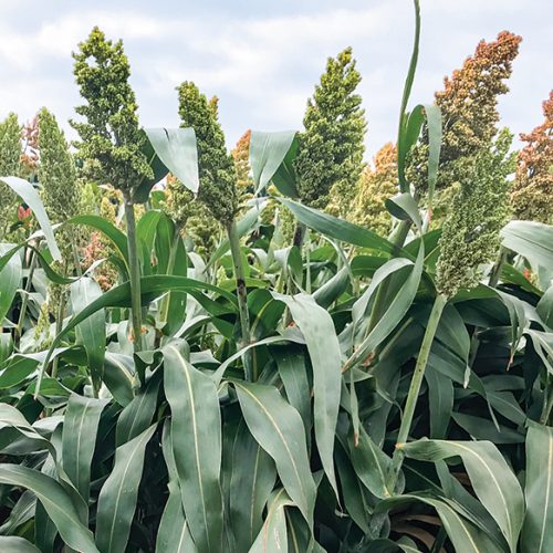 Brutis BMR Forage Sorghum