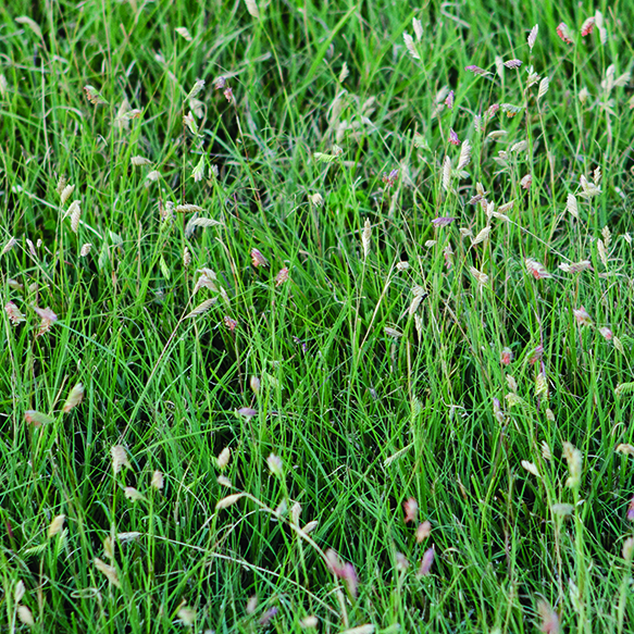 Buffalograss - Image 3