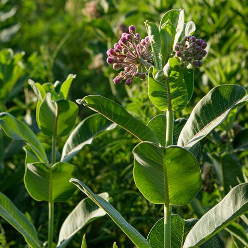 Common Milkweed