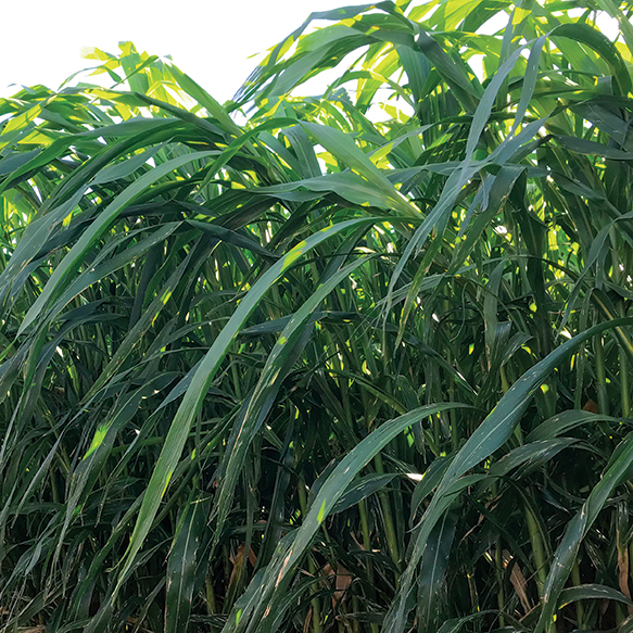 Hybrid BMR, PPS Sorghum Sudangrass; DRYLANDER