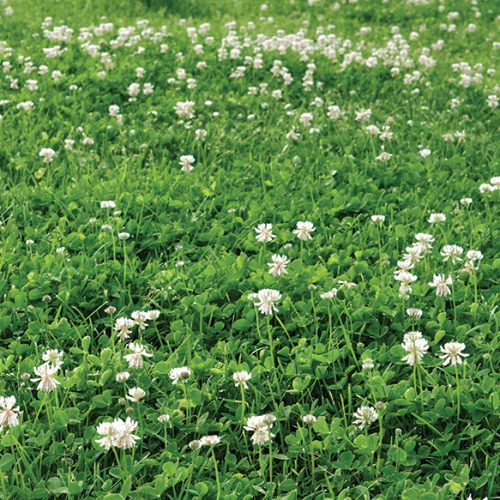 White Dutch Clover