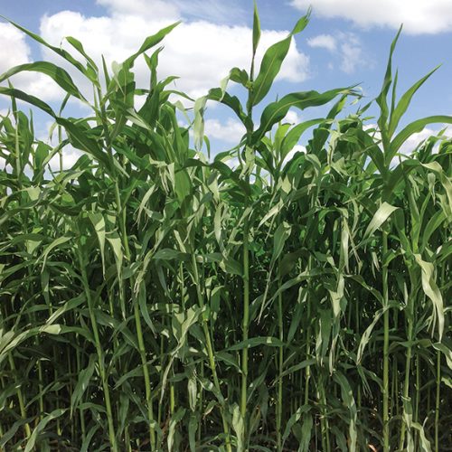 Excel II Hybrid Sorghum Sudangrass