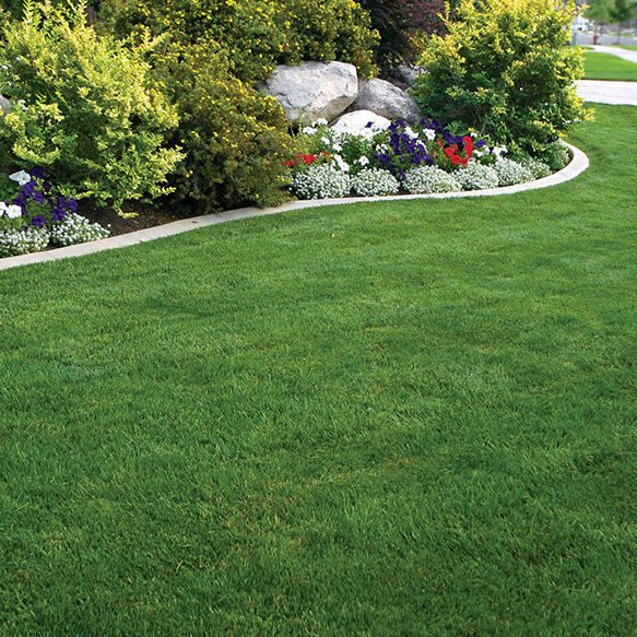 Kentucky Bluegrass