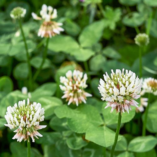 White Ladino Clover