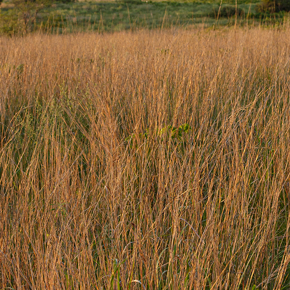 Native Shortgrass Mix