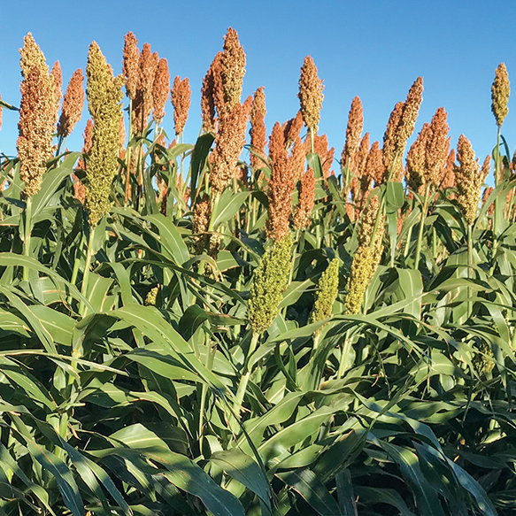 Hybrid Forage Sorghums