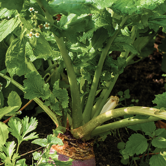 Purple Top Turnips