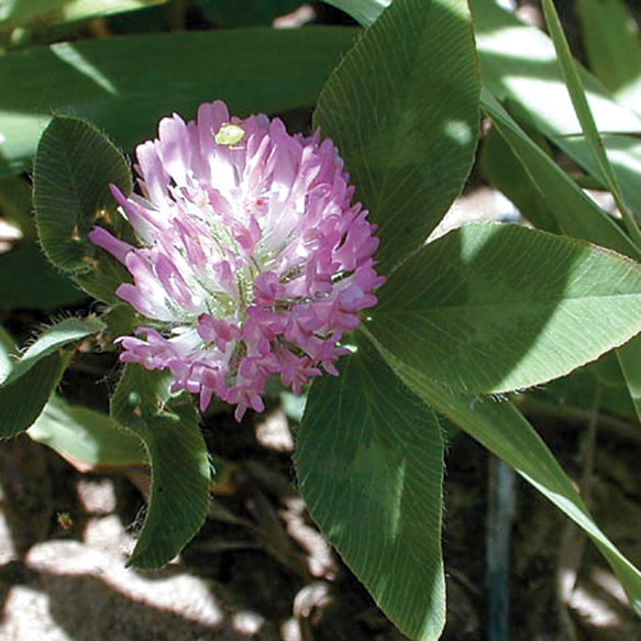 Red Clover