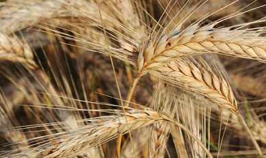 Wheat & Small Grains