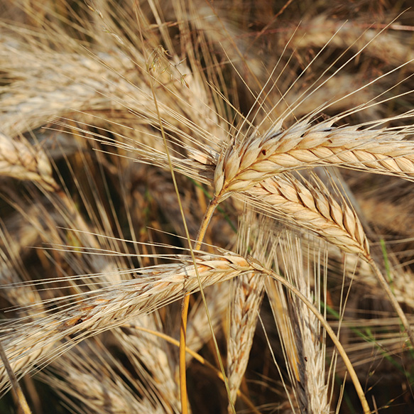 Triticale