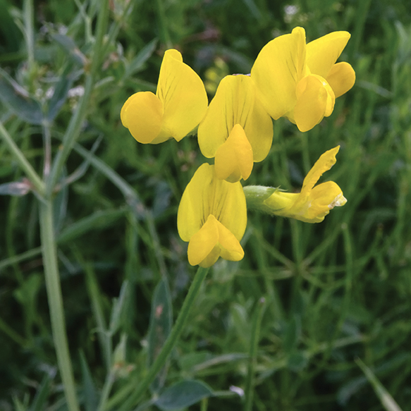 Birdsfoot Trefoil