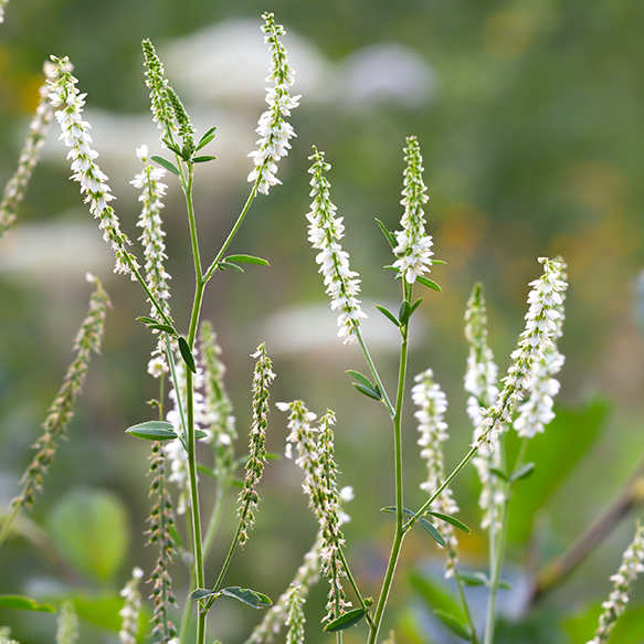 White Blossom Sweet Clover