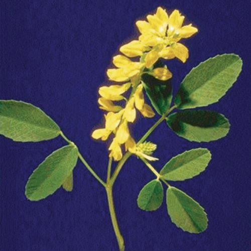 Yellow Blossom Sweet Clover