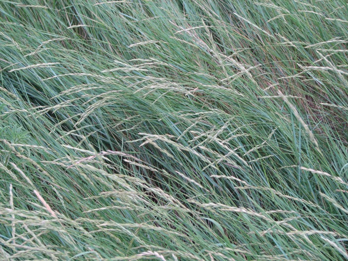 Western Wheatgrass