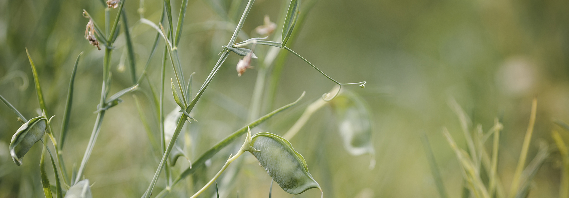 COVER-CROPS-banner