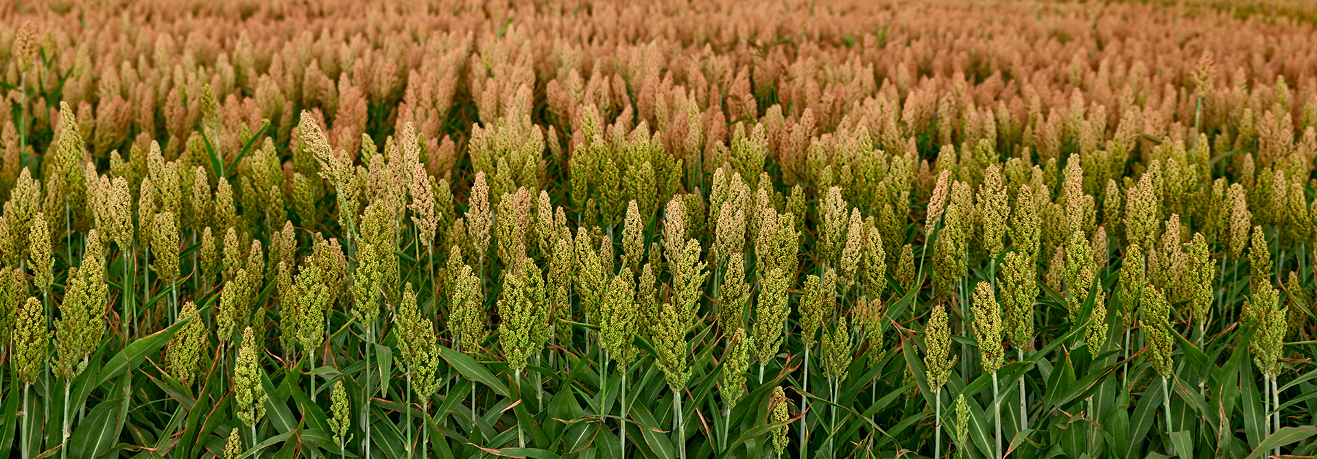 FORAGES-banner