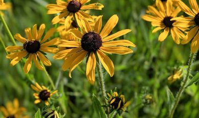 Pollinators & Wildflowers