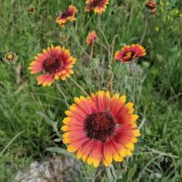 Indian Blanketflower in Sunshine Annual Wildflower Mix