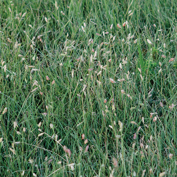 Buffalo Grass