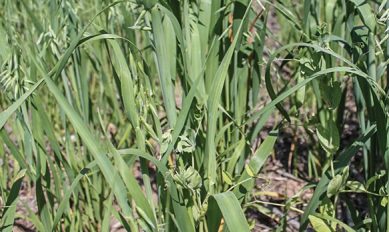 Cover Crops