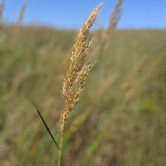 Indiangrass