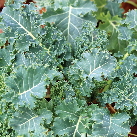 Brassicas