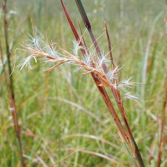 Little Bluestem