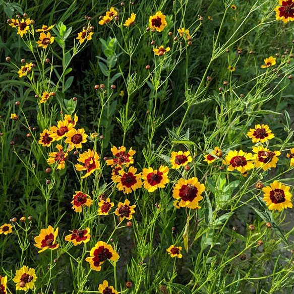 Plains Coreopsis in Southeast Wildflower Mix