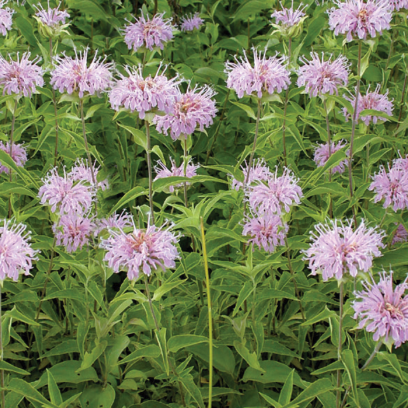 Wild Bergamot - Image 2
