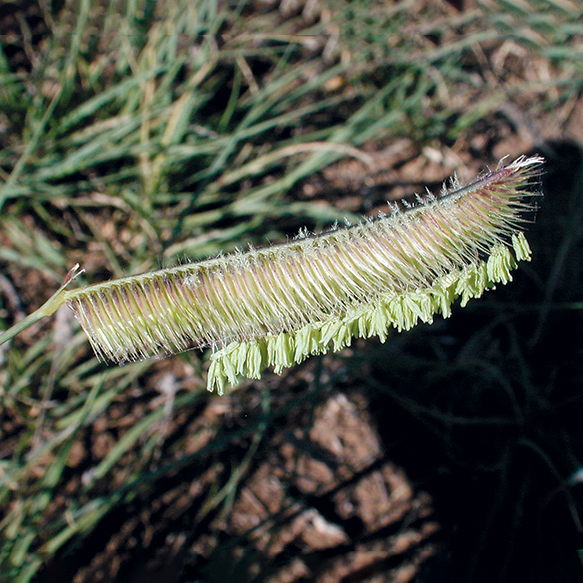 Blue Grama - Image 2