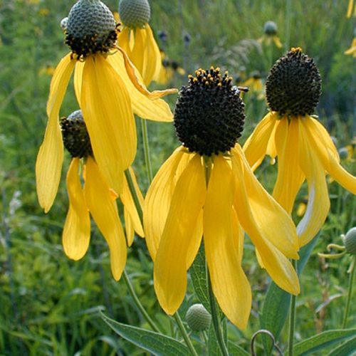 Grayhead Coneflower