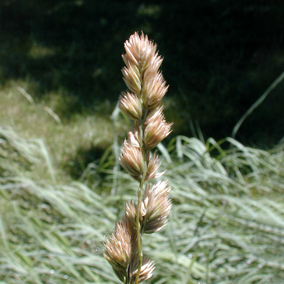 Orchard Grass