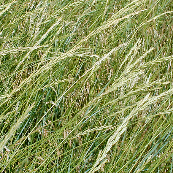 Western Wheatgrass