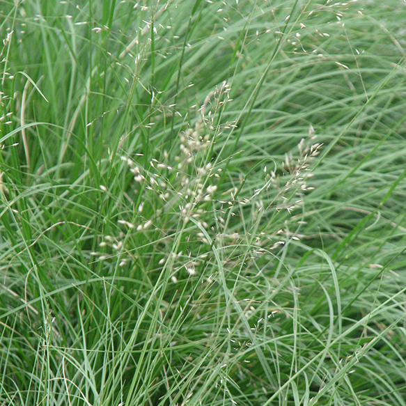 Dropseed, Prairie