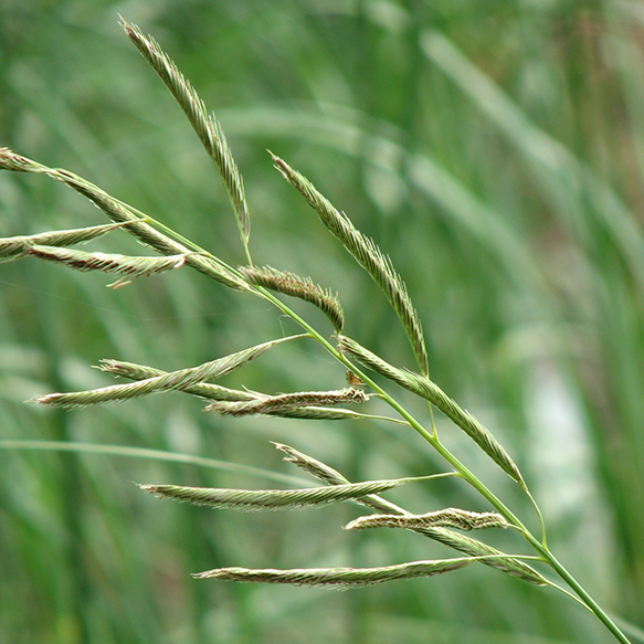 Praire Cord Grass