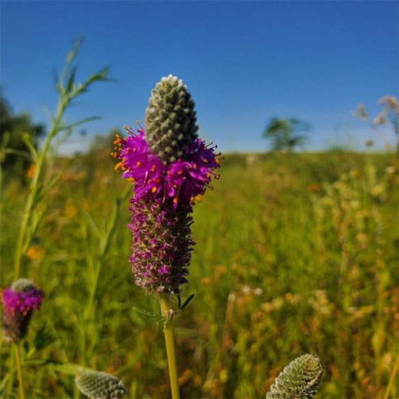 Purple Prairie Clover