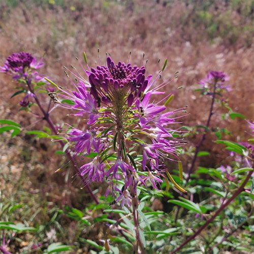 rocky mountain bee plant