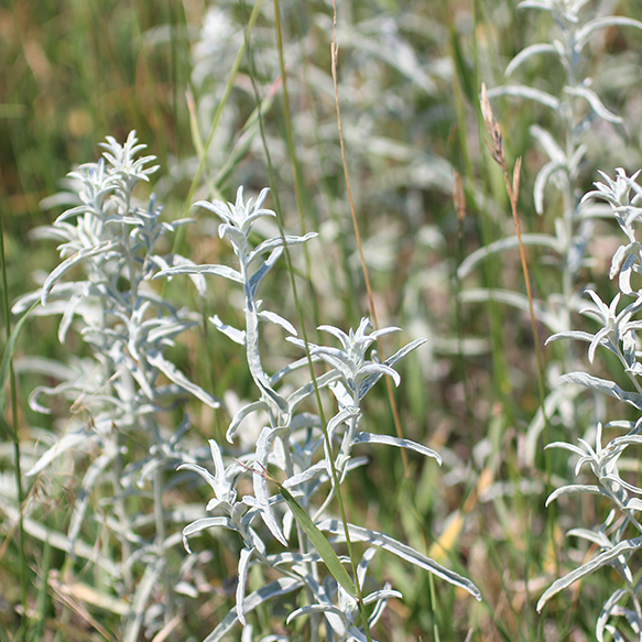 Cudweed Sagewort