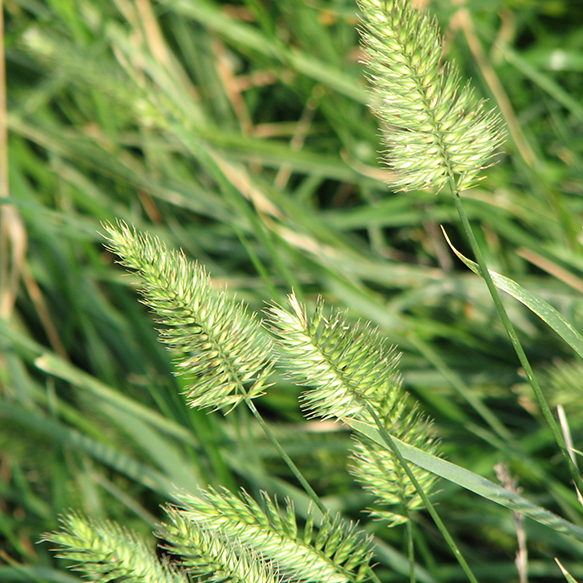 Wheatgrass, Crested