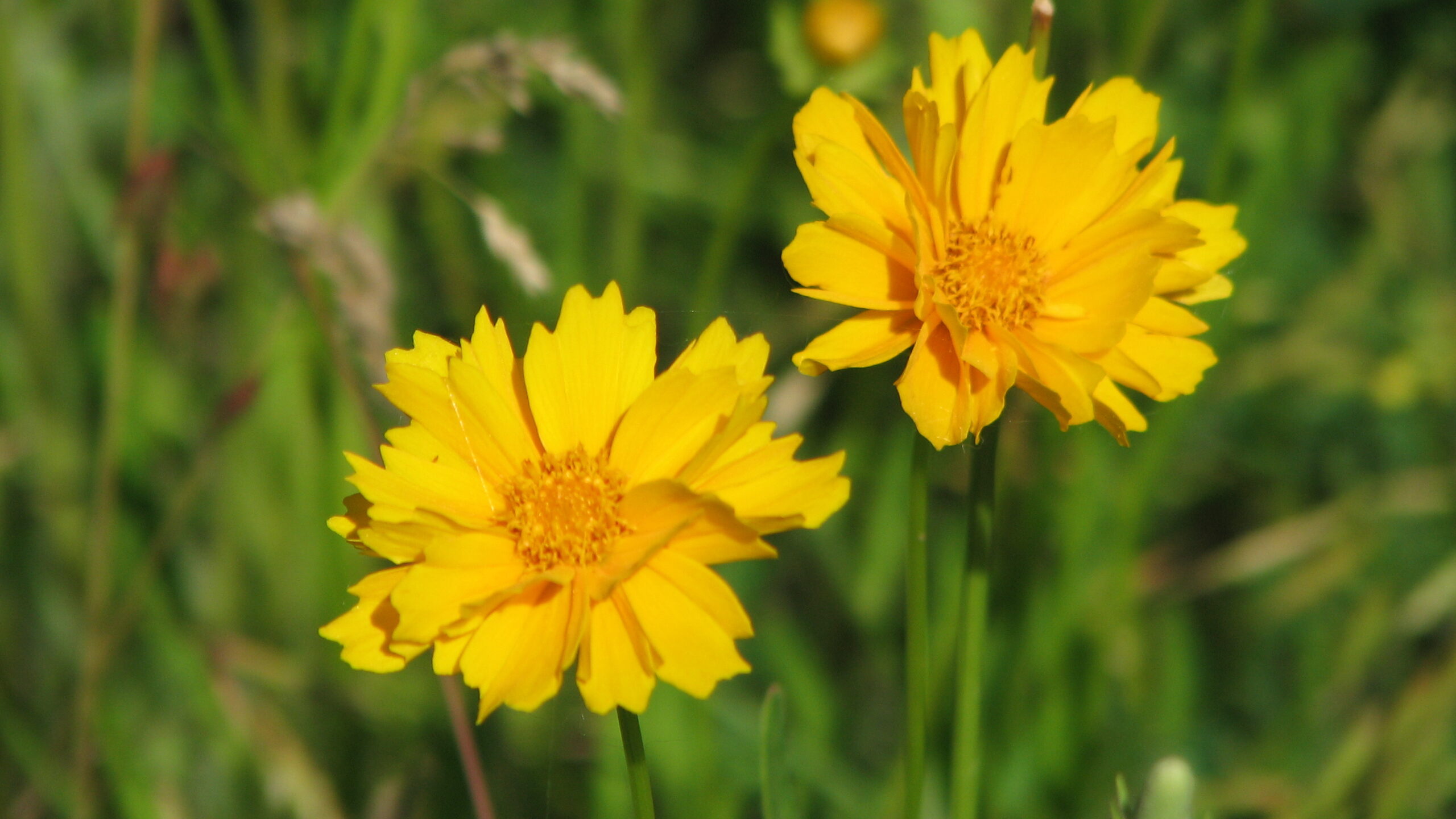 Lanceleaf Coreopsis