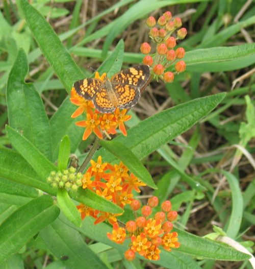 Bird and Butterfly Mix