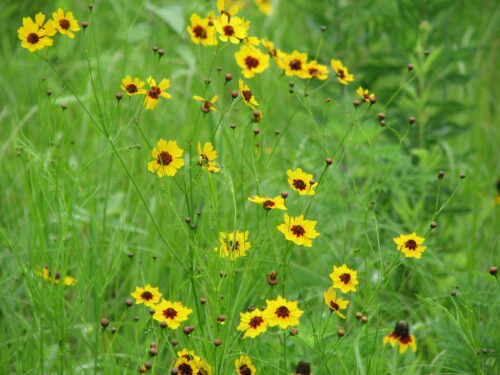 Plains Coreopsis