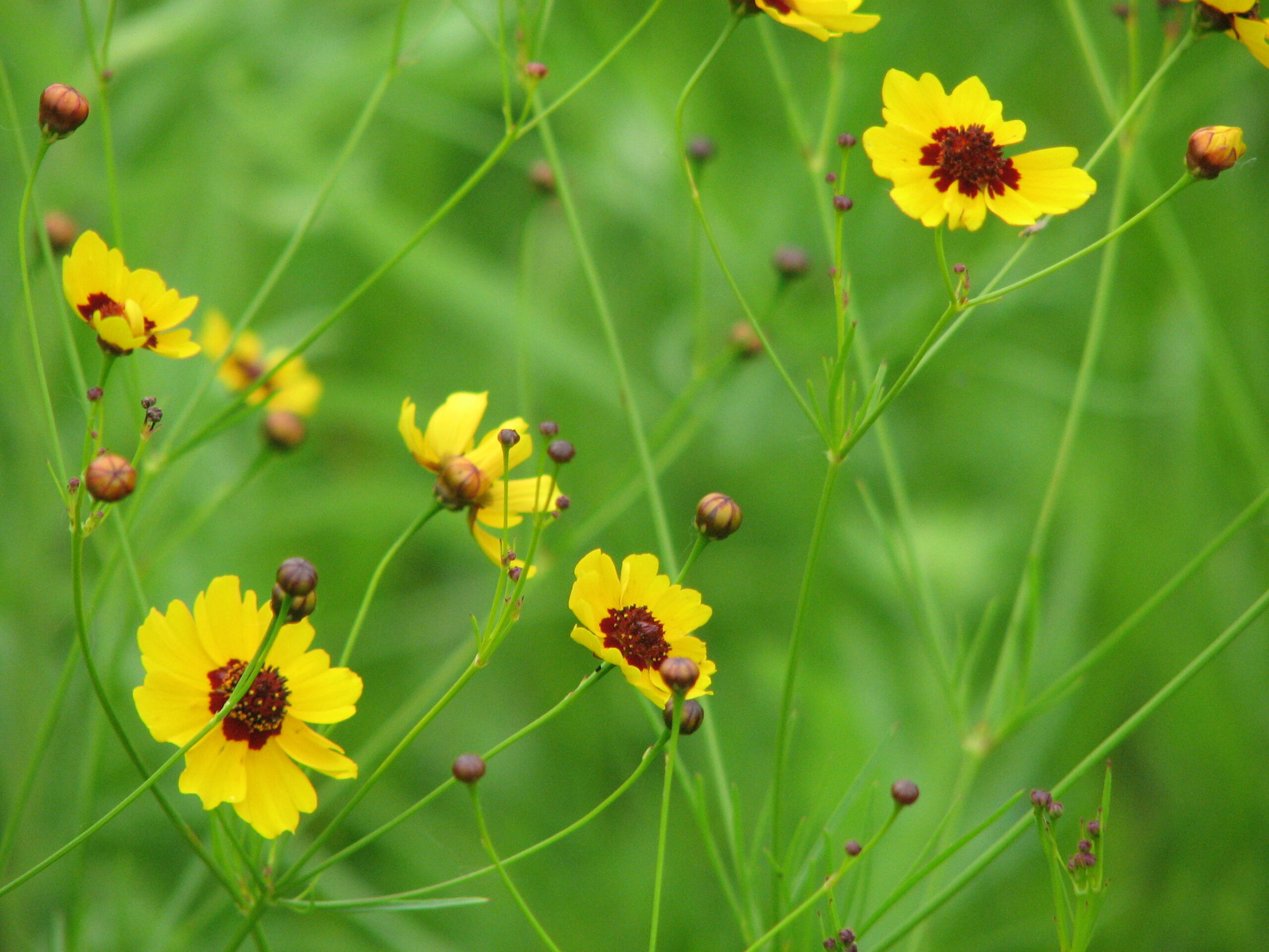 Big 12 Wildflower Mix - Image 3