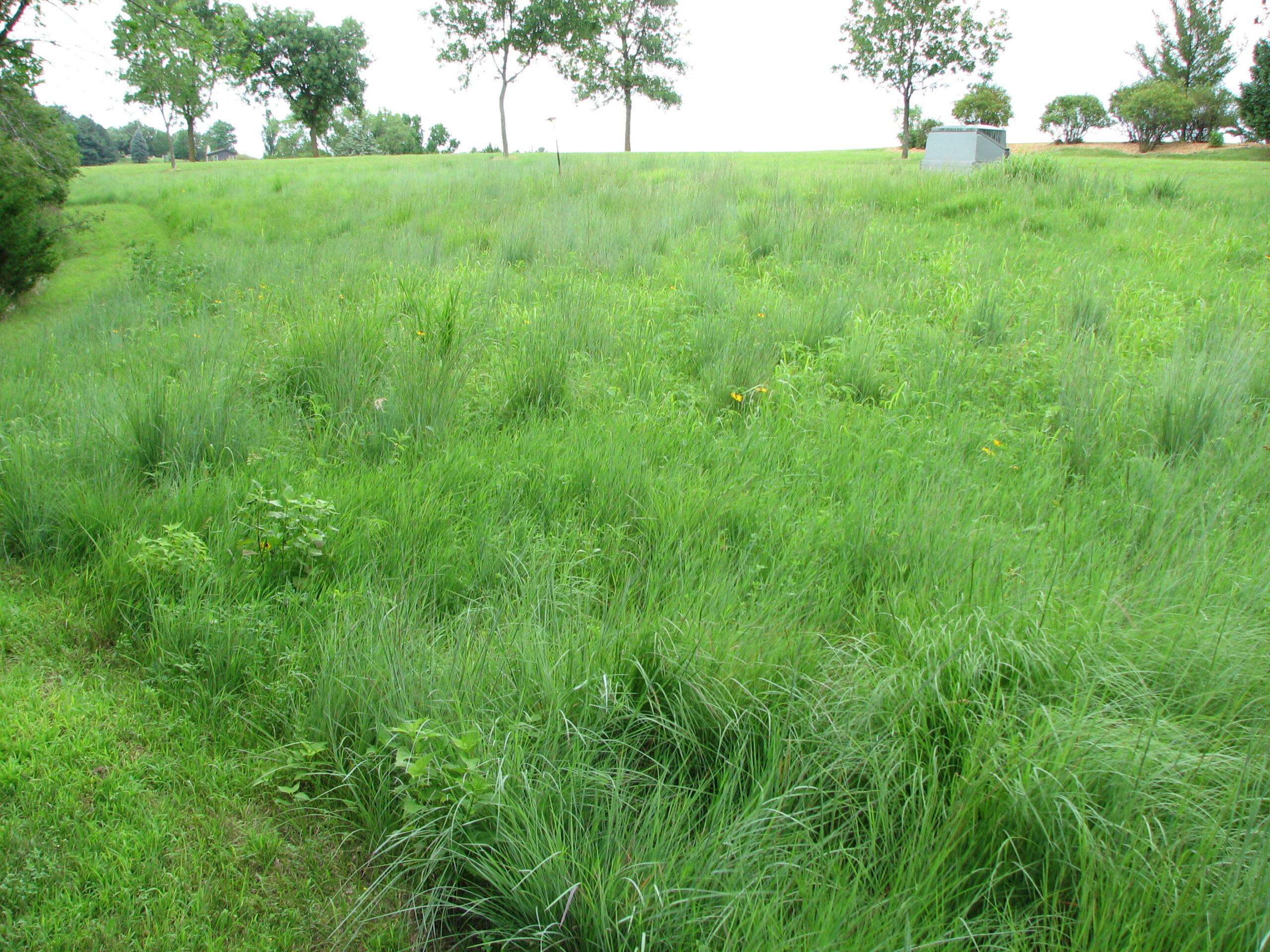 Short grass on sale
