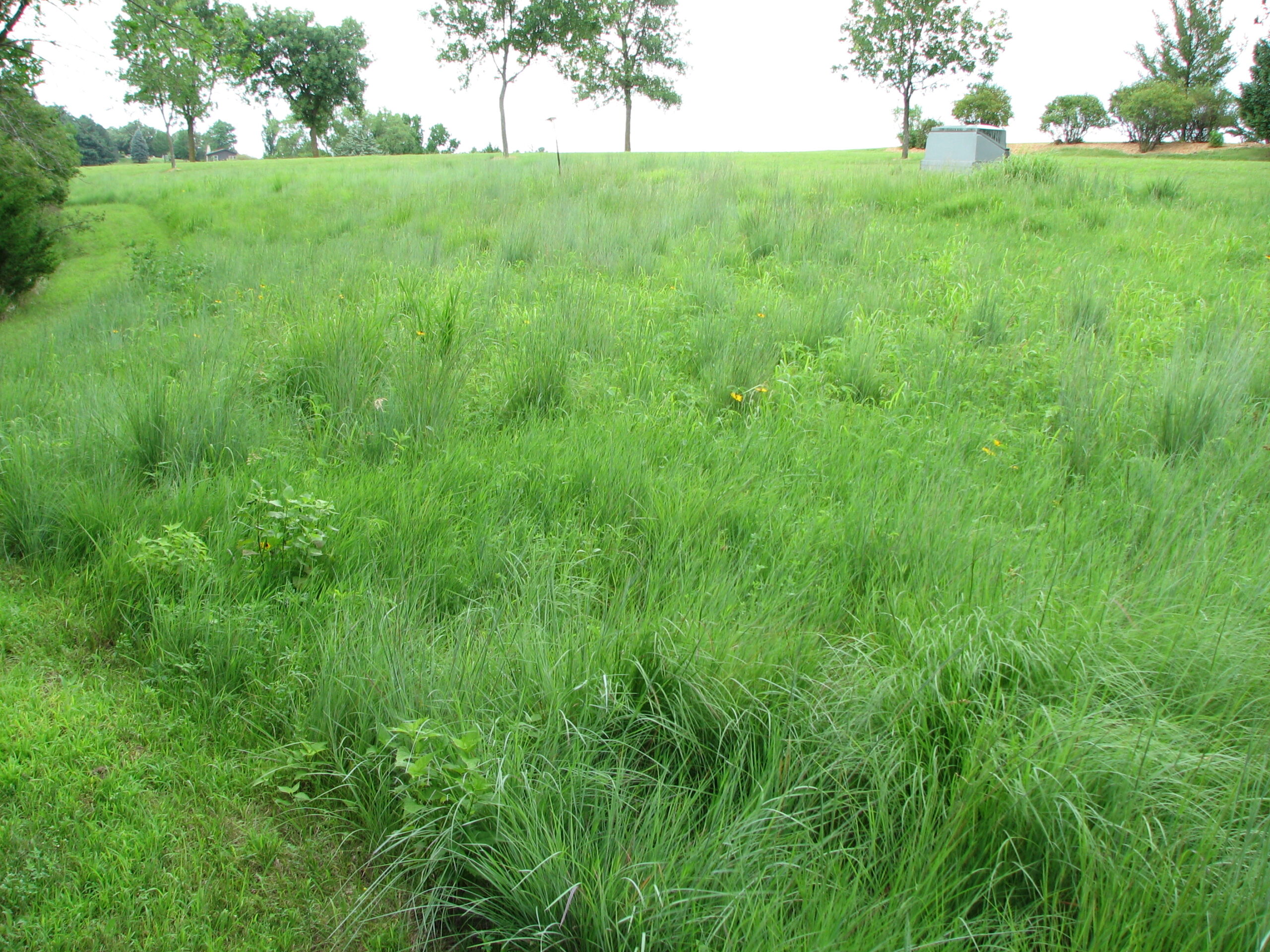 Pretty Prairie - Shortgrass Mix