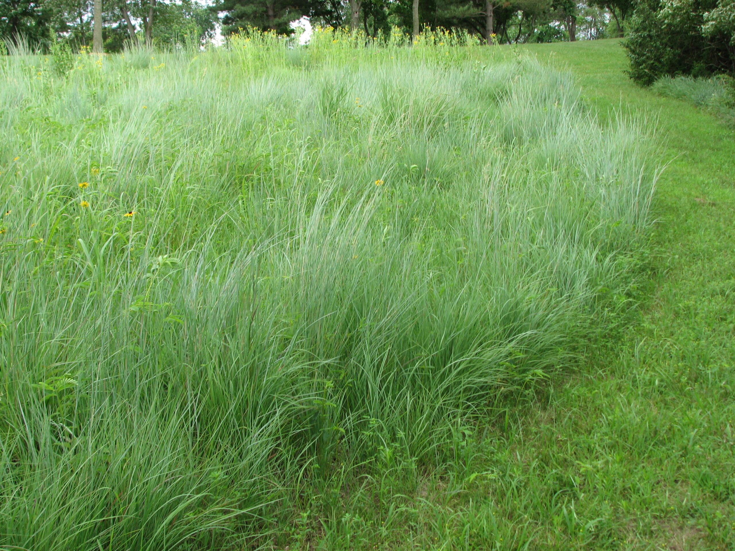 Pretty Prairie - Shortgrass Mix - Image 2
